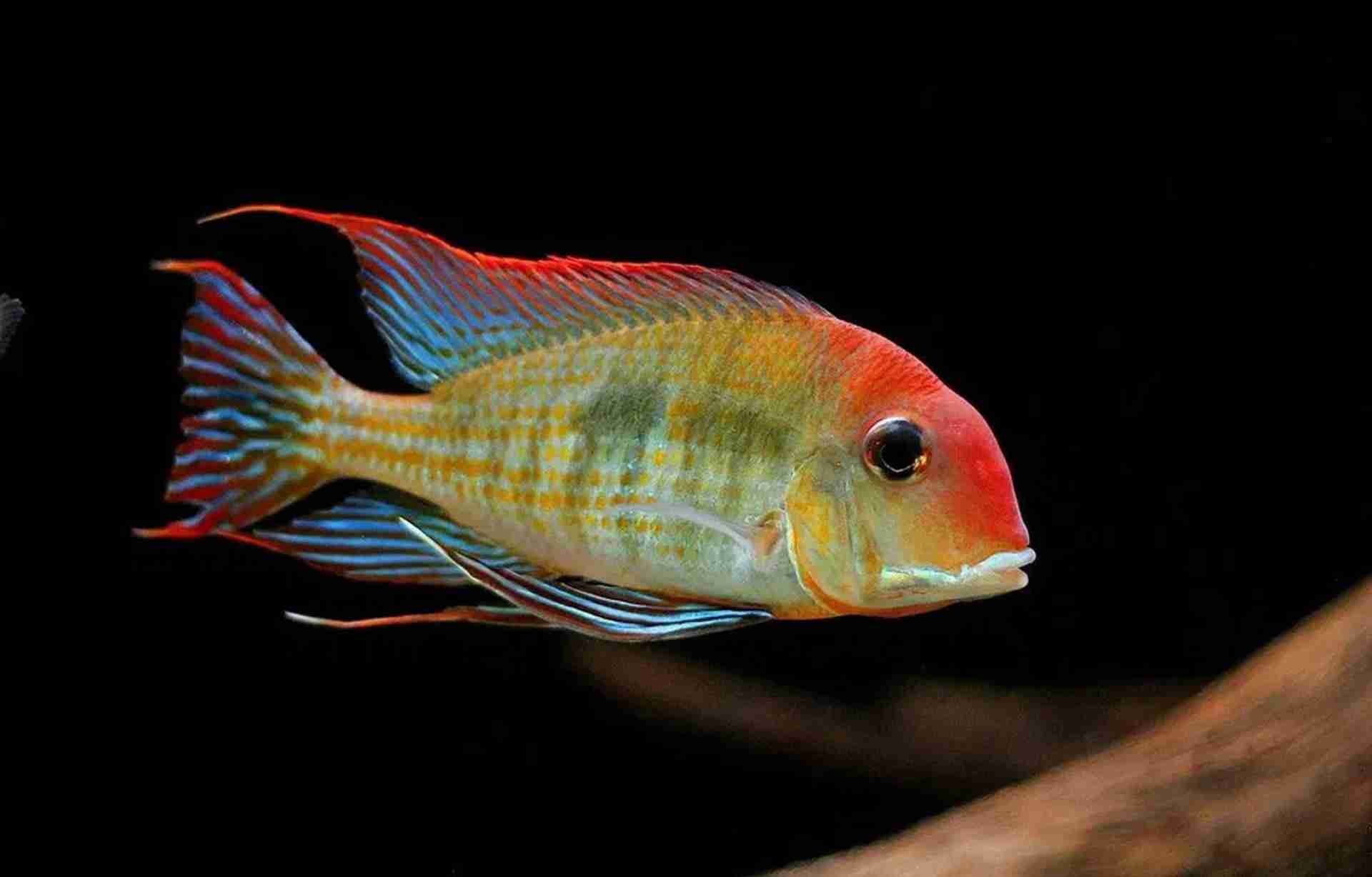 Ziemiojad Geophagus sp. Red Head Tapajos. Cetarius