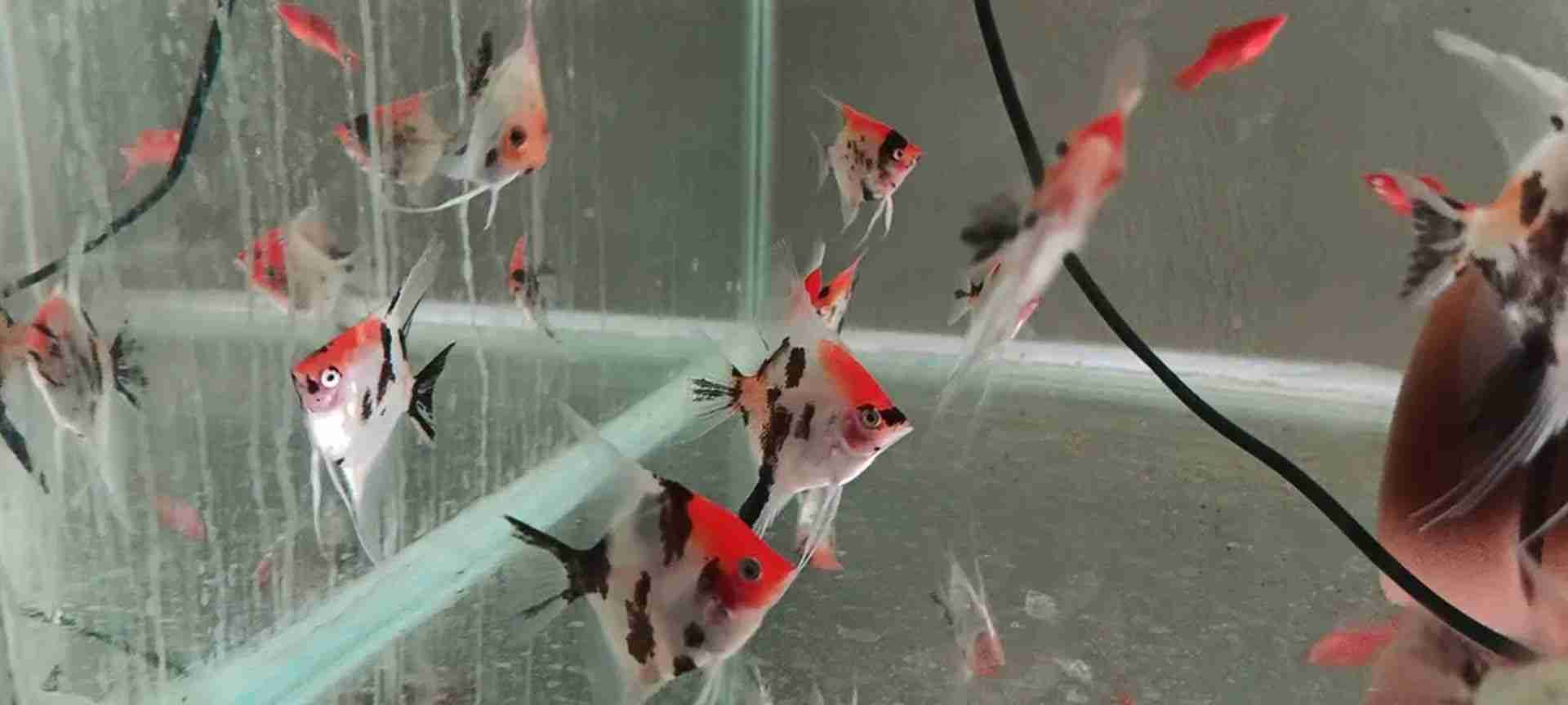 Skalar Red Devil - Pterophyllum scalare. Cetarius