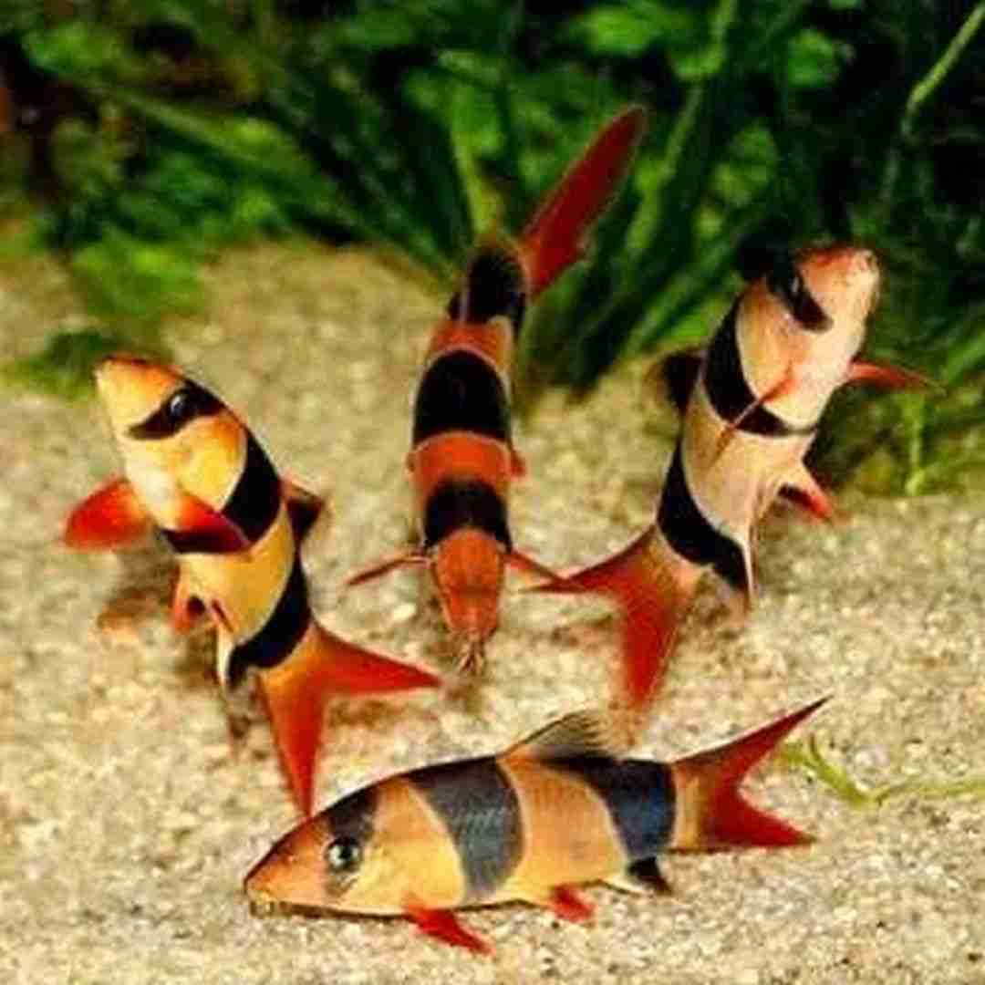 Bocja wspaniała (Chromobotias macracanthus). Cetarius