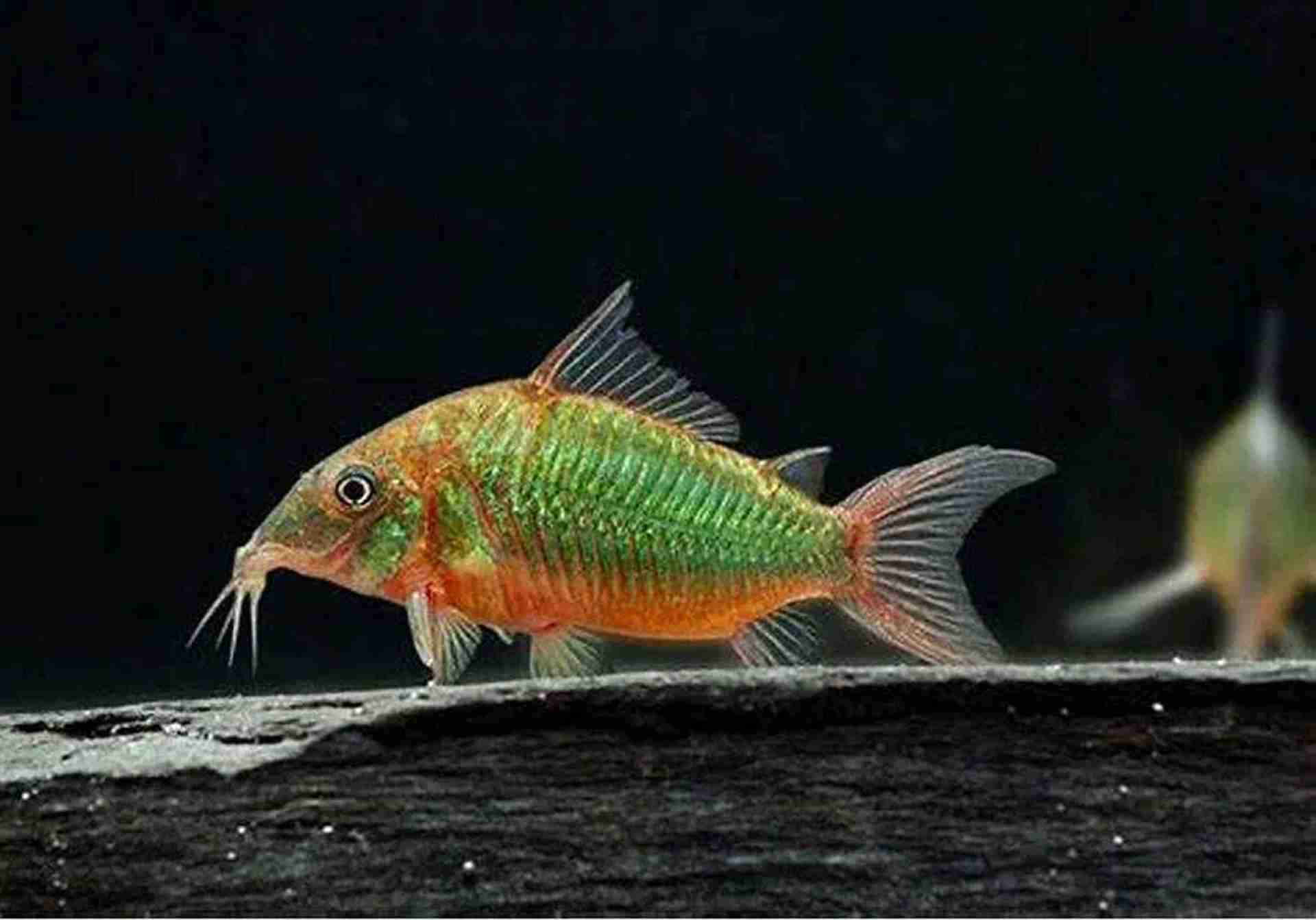 Kirys szmaragdowy (Brochis splendens). Cetarius