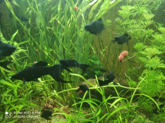 Molinezja ostrousta "Black Molly"