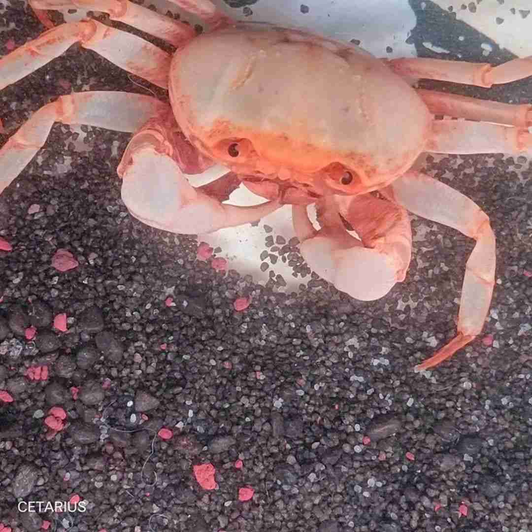 Krab Bananowy – Terrathelphusa sp. Banana Crab. Cetarius