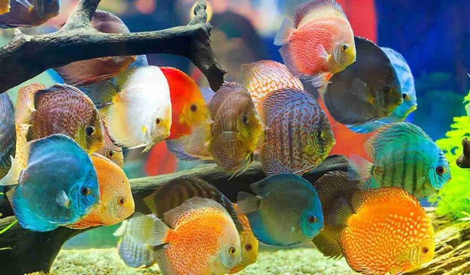 Palety, Paletki cena od 40zł. Cetarius