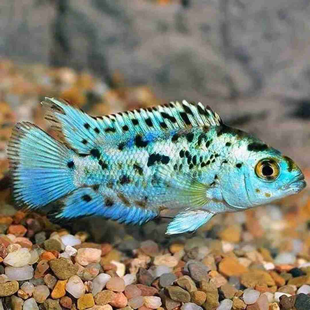Pielęgnica Electric Blue Jack Dempsey (Rocio octofasciata "Electric Blue"). Cetarius