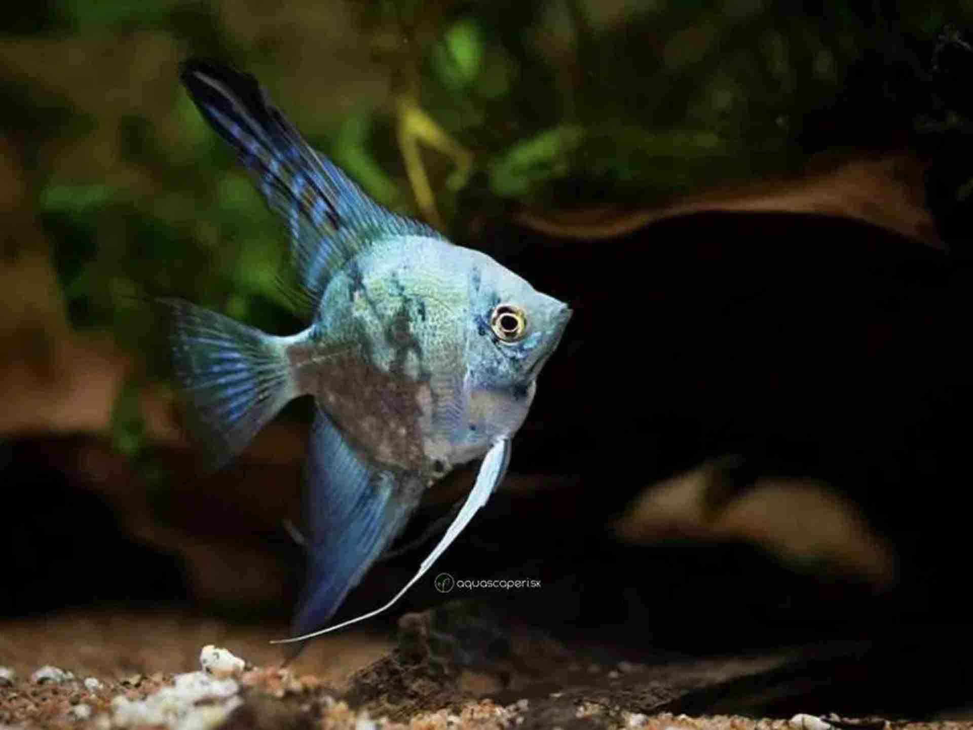 Skalar Philippine Blue Smokey. Cetarius