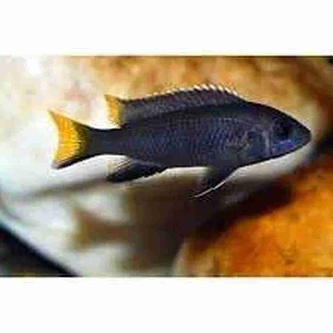 Labidochromis hongi - Pyszczak. Cetarius