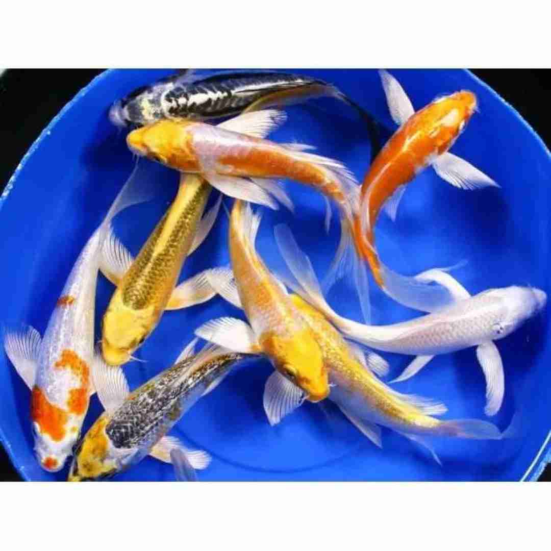 Karp koi Butterfly. Cetarius
