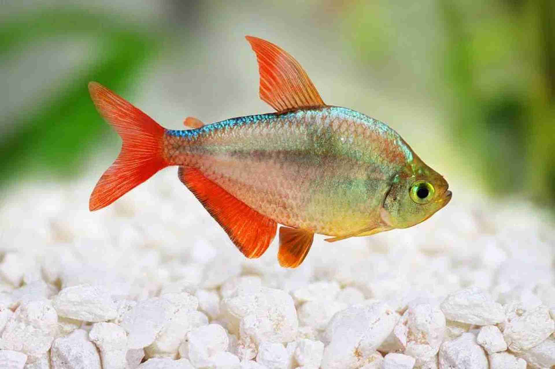 Bystrzyk kolumbijski (Hyphessobrycon Columbianus)