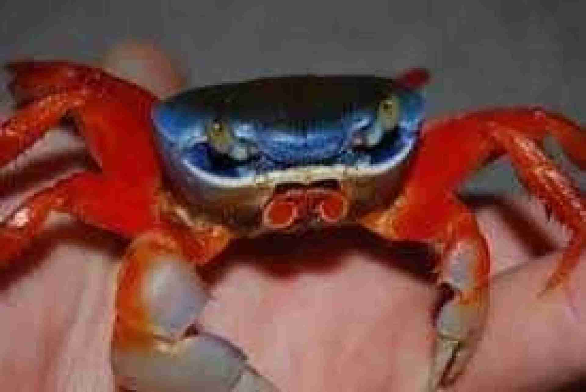 Krab tęczowy, krab trójkolorowy XL. Cetarius