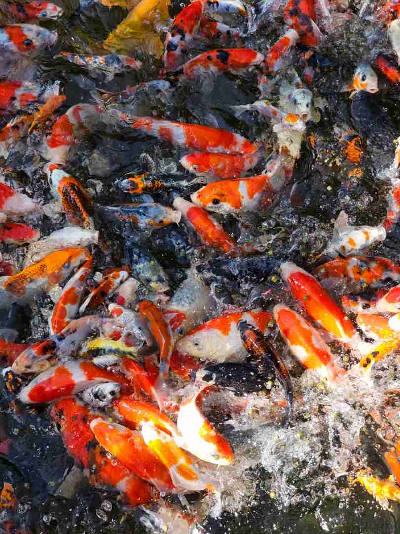 Koi Śląsk – Profesjonalna Hodowla Japońskich Karpi Koi