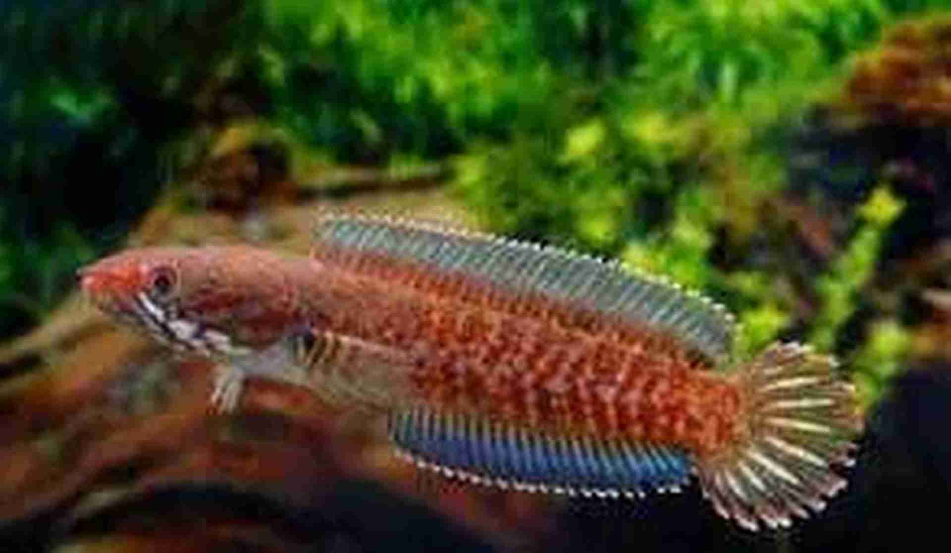 Channa Andrao. Cetarius