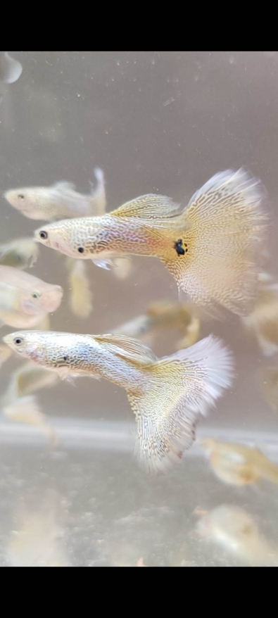 Guppy - Gold lace (Pair of guppies)
