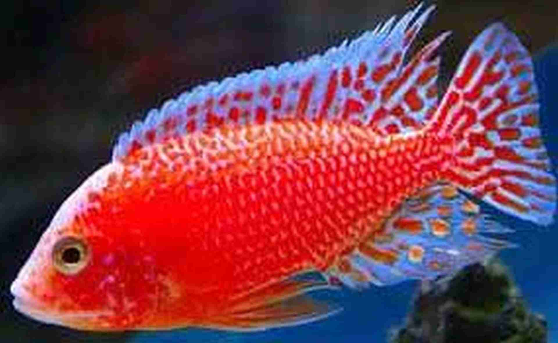 Aulonocara Red Fire XL. Cetarius
