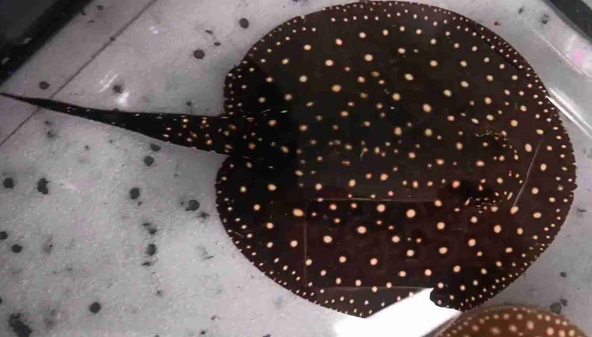 Płaszczki różne odmiany. Potamotrygon P14 galaxy 14cm. Cetarius