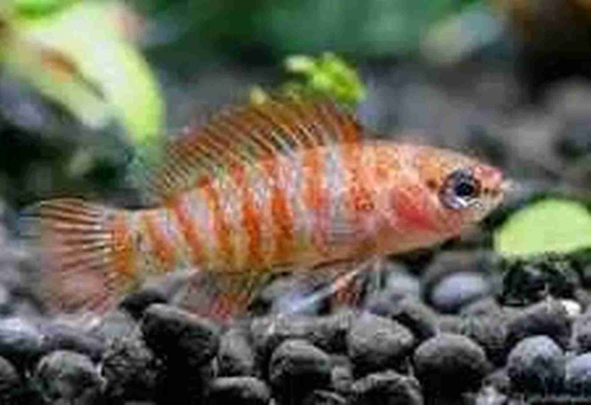 Dario Dario, Badis Bengalski (Scarlet badis). Cetarius