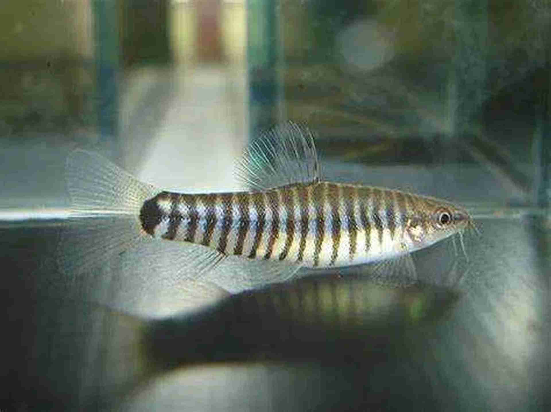 Rarytas yunnanilus cruciatus. Cetarius