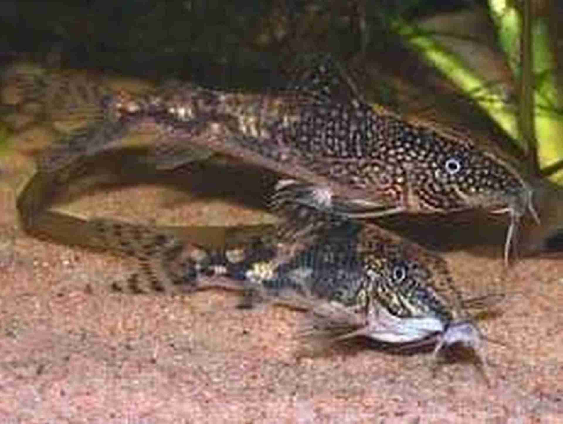 Kirys barbatus. Cetarius