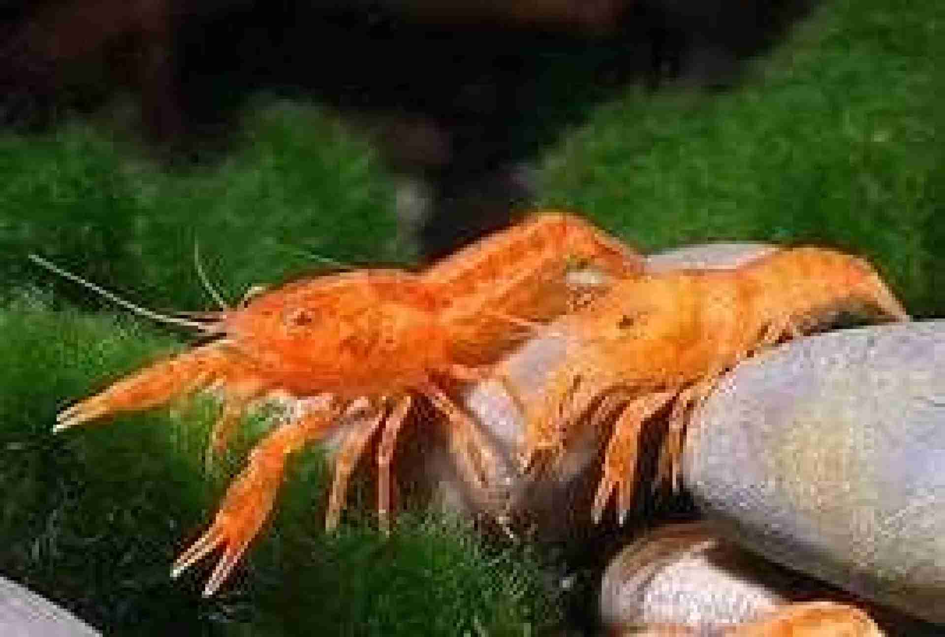 Promocja. Rak miniaturowy Cambarellus ORANGE. Cetarius​