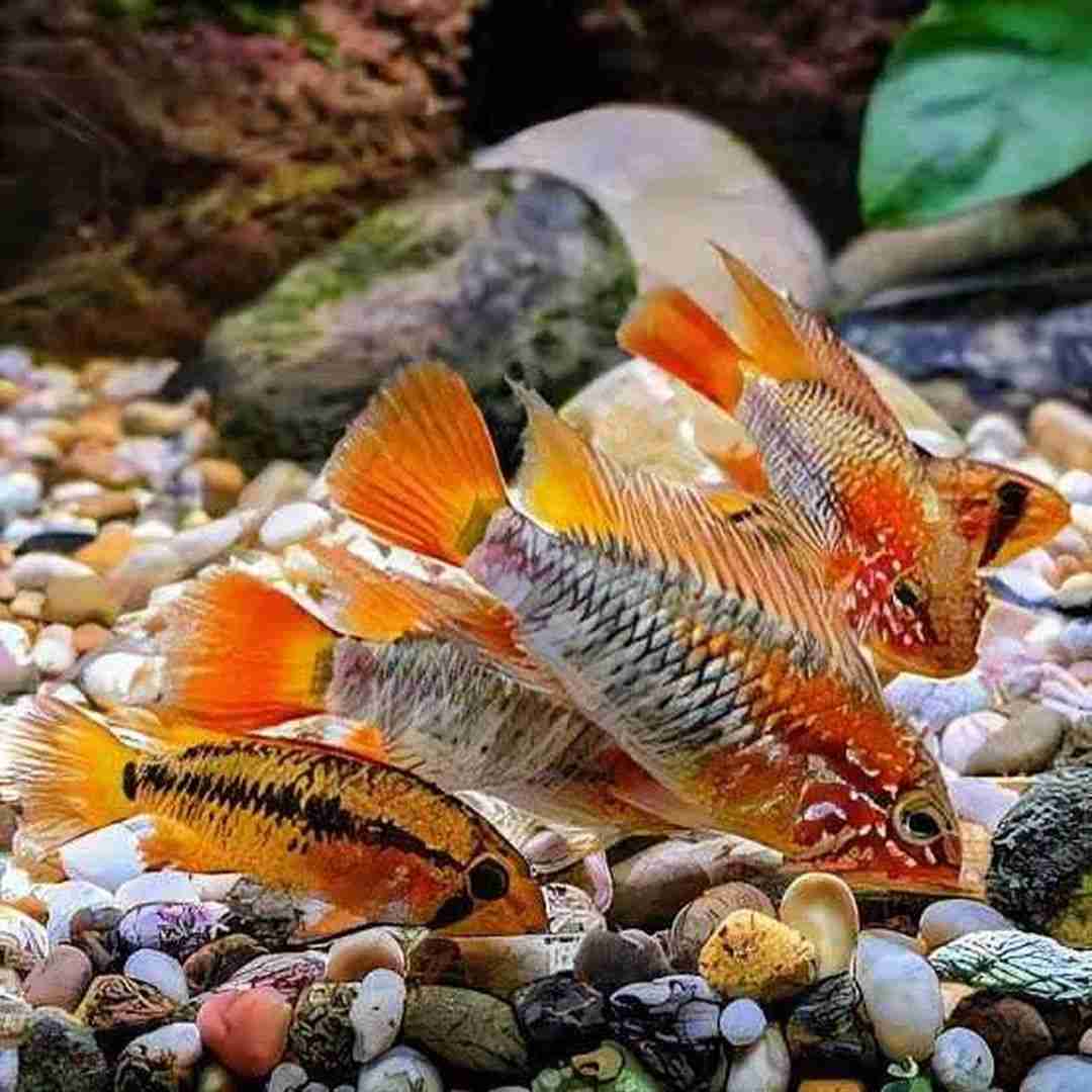 Pielęgniczka czerwonogrzbieta (Apistogramma macmasteri). Cetarius
