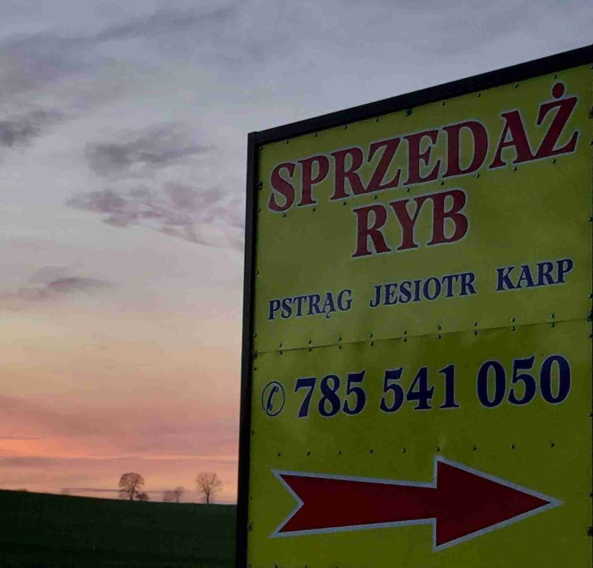 Hodowla ryb Broniewice