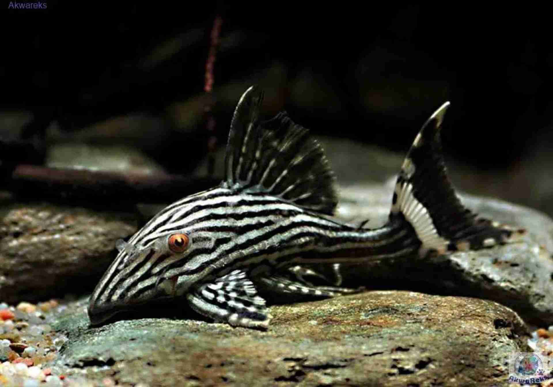 Zbrojnik czarnopasy – Panaque nigrolineatus (L190). Cetarius