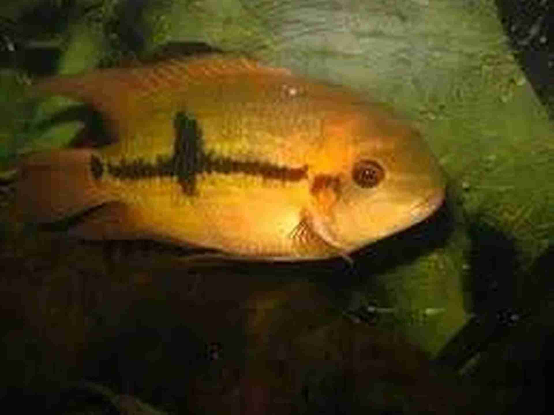 Pielęgnica szmaragdowa (Hypselecara temporalis) młode. Cetarius