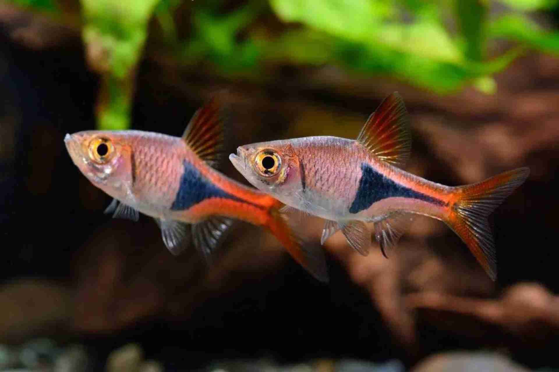 Promocja Razbora klinowa (Rasbora heteromorpha)