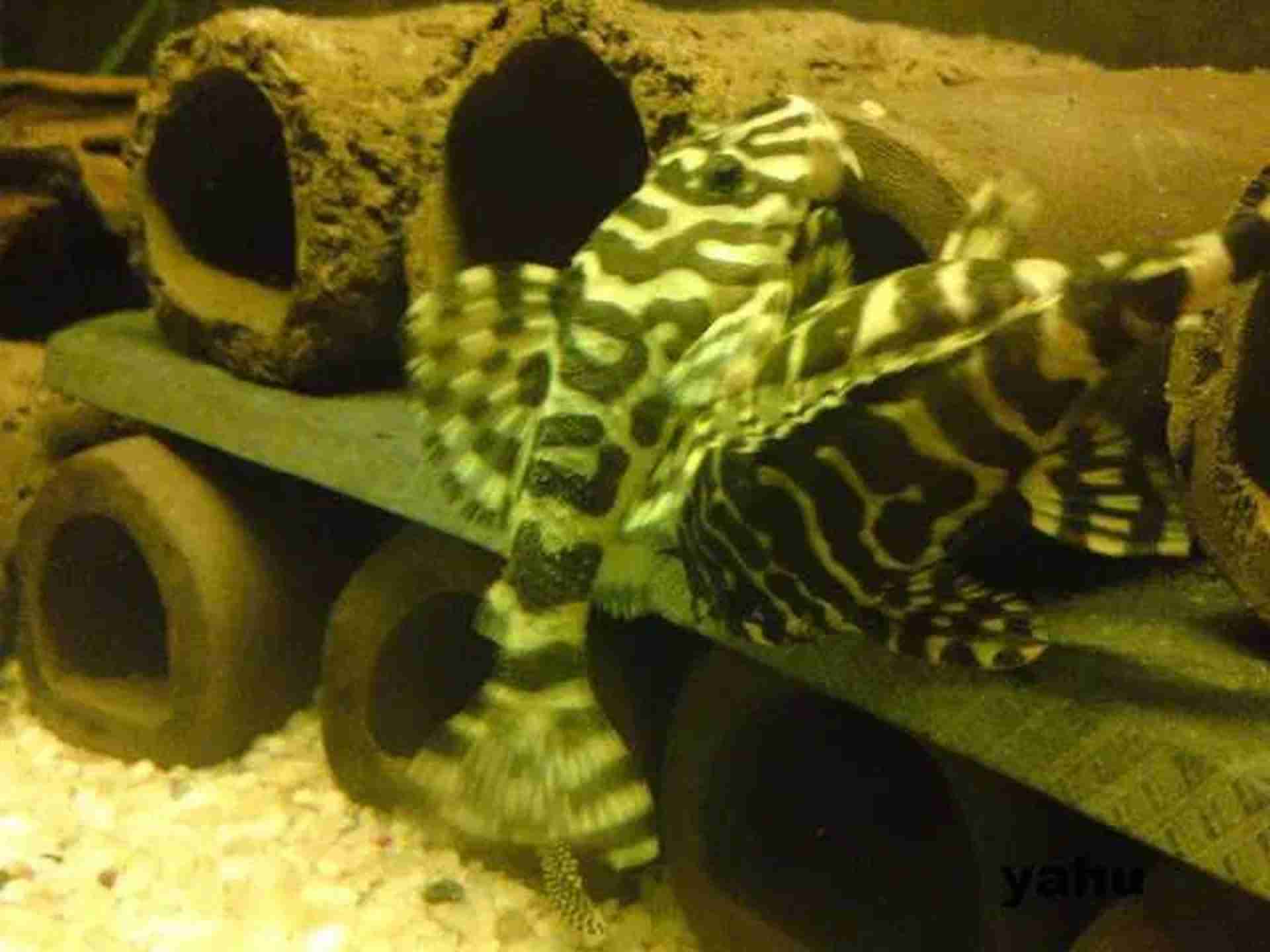 Zbrojnik L134 Peckoltia compta. Cetarius