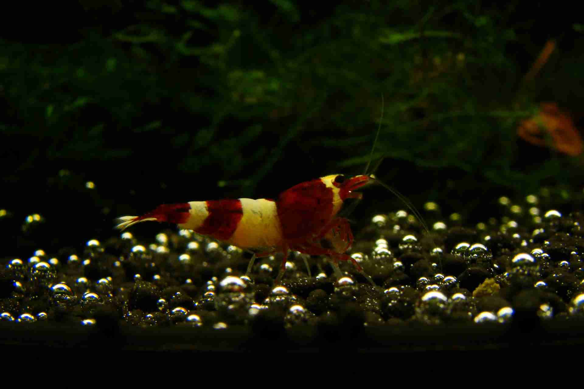 Krewetka Taiwan Wine Red