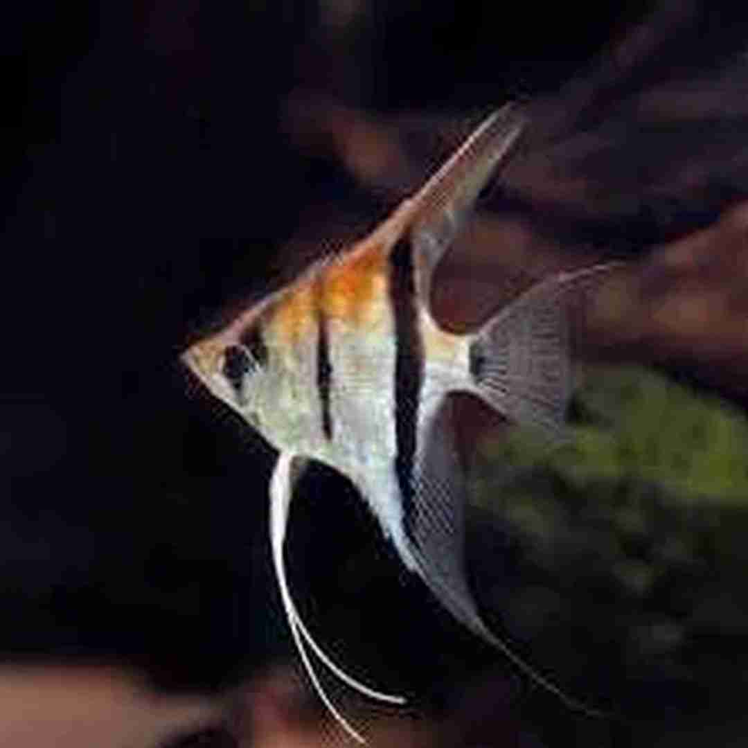 Promocja Skalar Manacapuru (Pterophyllum scalare) 5-7cm. Cetarius