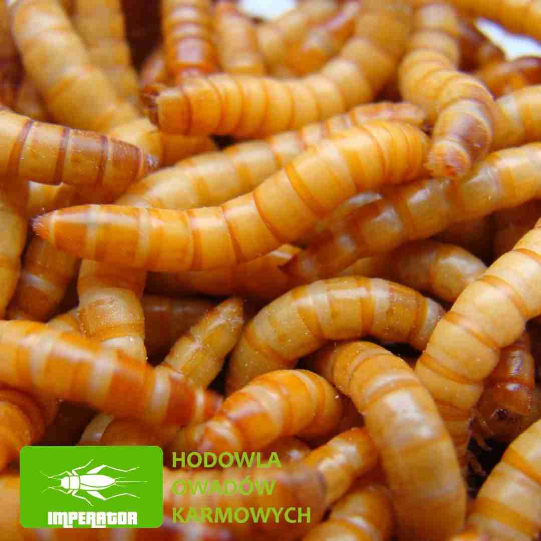 Mącznik młynarek (Tenebrio molitor) 250 ml.