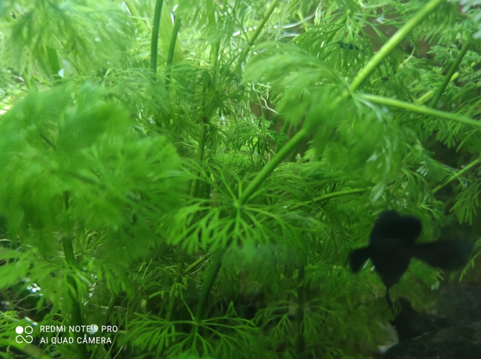 Limnophila sessiliflora (limnofilia bezszypułkowa)