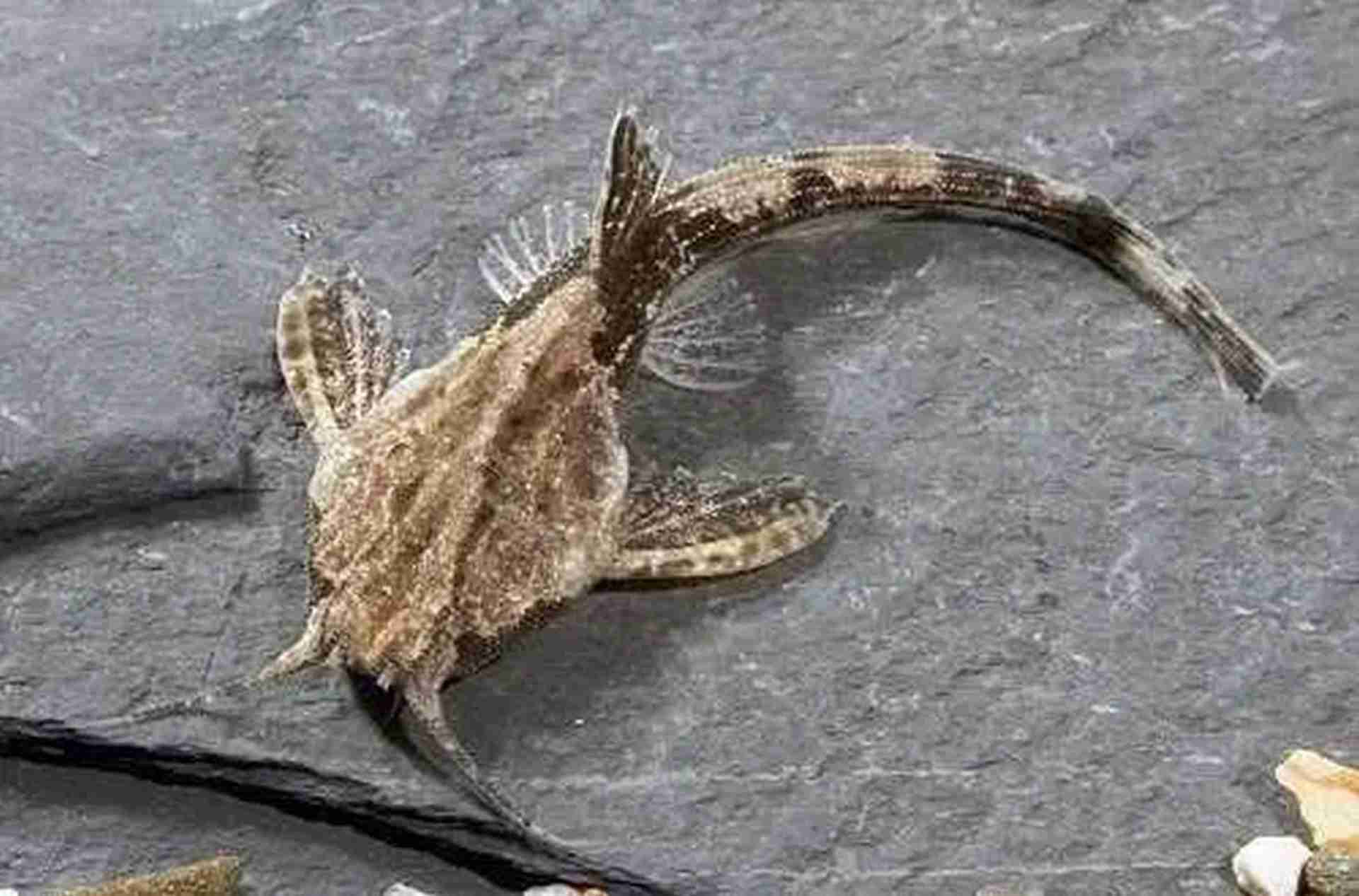 Drewniak dwubarwny (Bunocephalus coracoideus). Cetarius