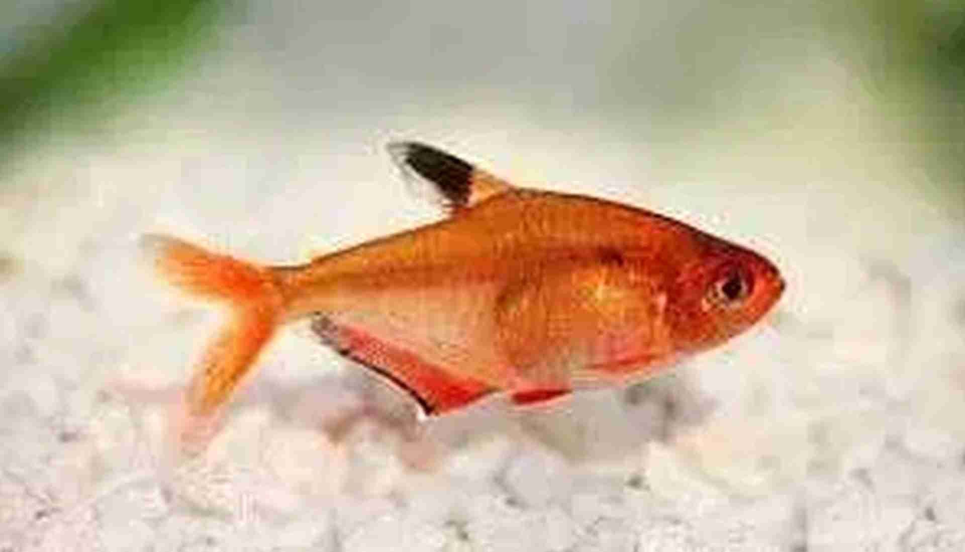 Bystrzyk barwny - Minor (Hyphessobrycon eques). Cetarius