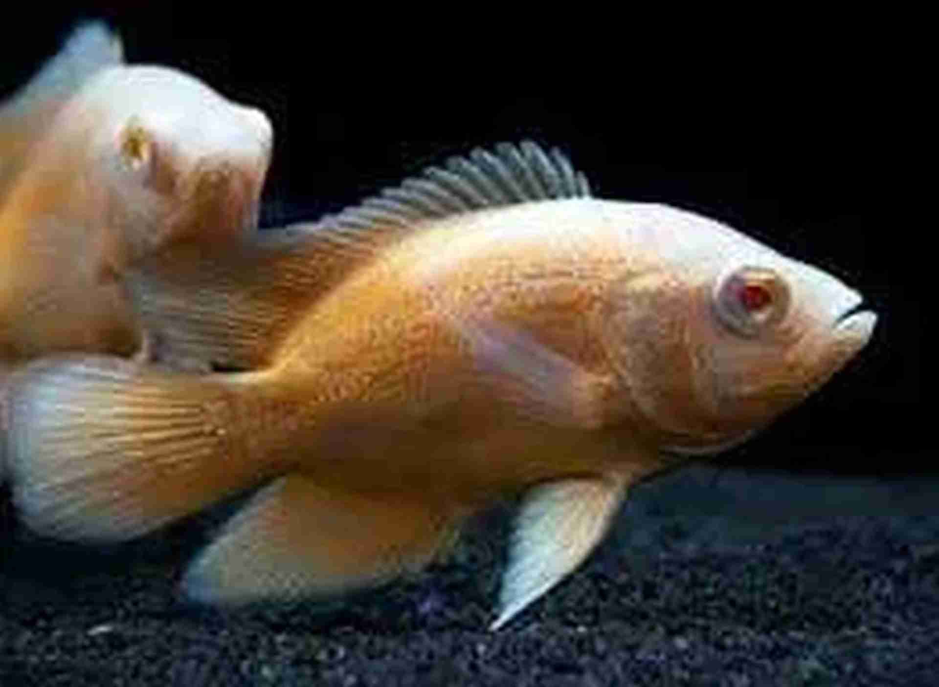 Pielęgnica pawiooka, Oskar (Astronotus ocellatus) różne odmiany. Cetarius