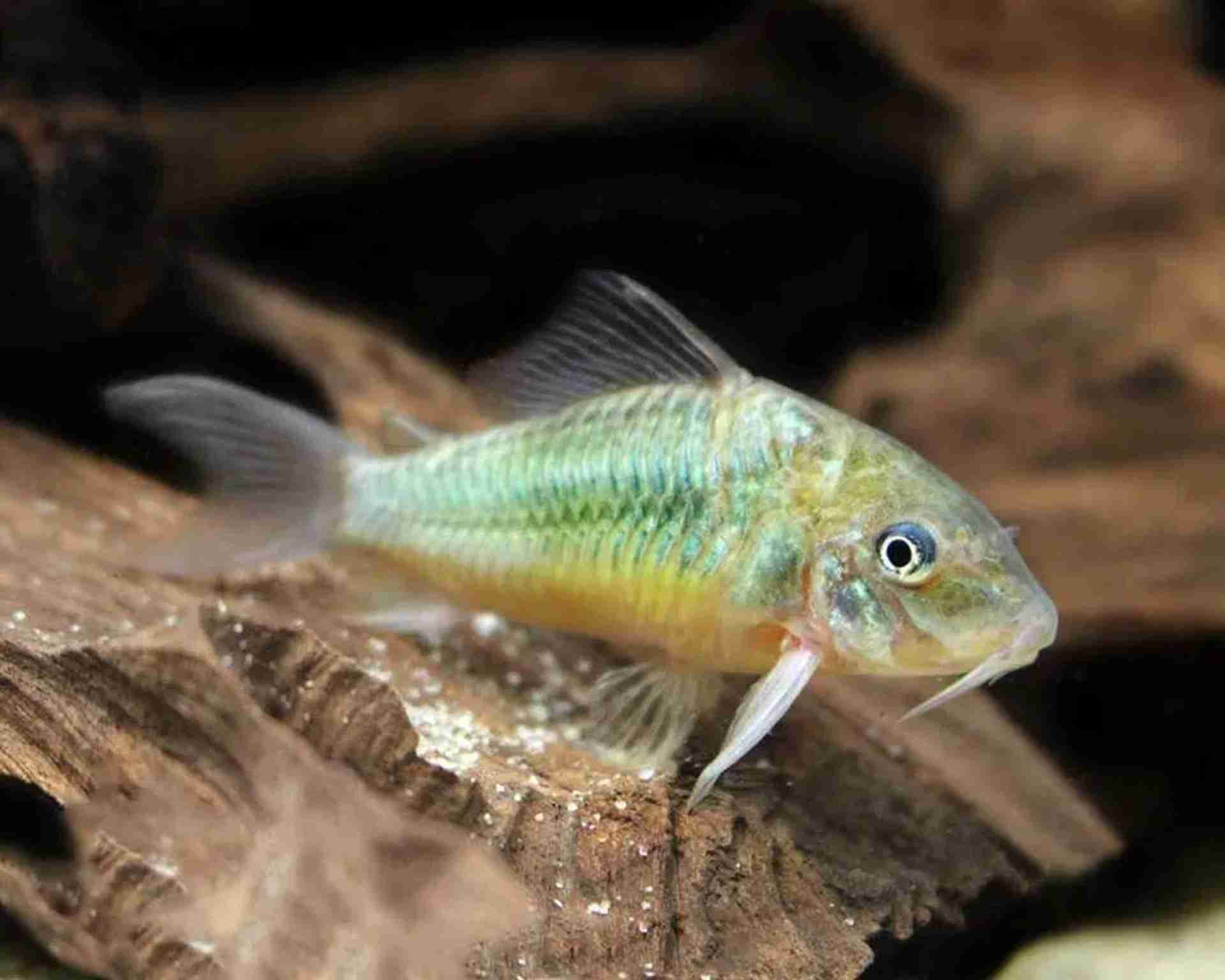 Kirysek szmaragdowy (Brochis splendens). Cetarius