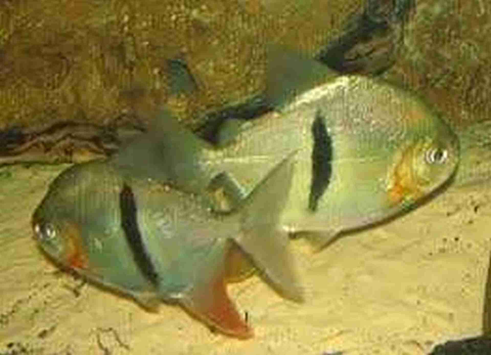 Pirania pasiasta (myleus schomburgkii). Cetarius