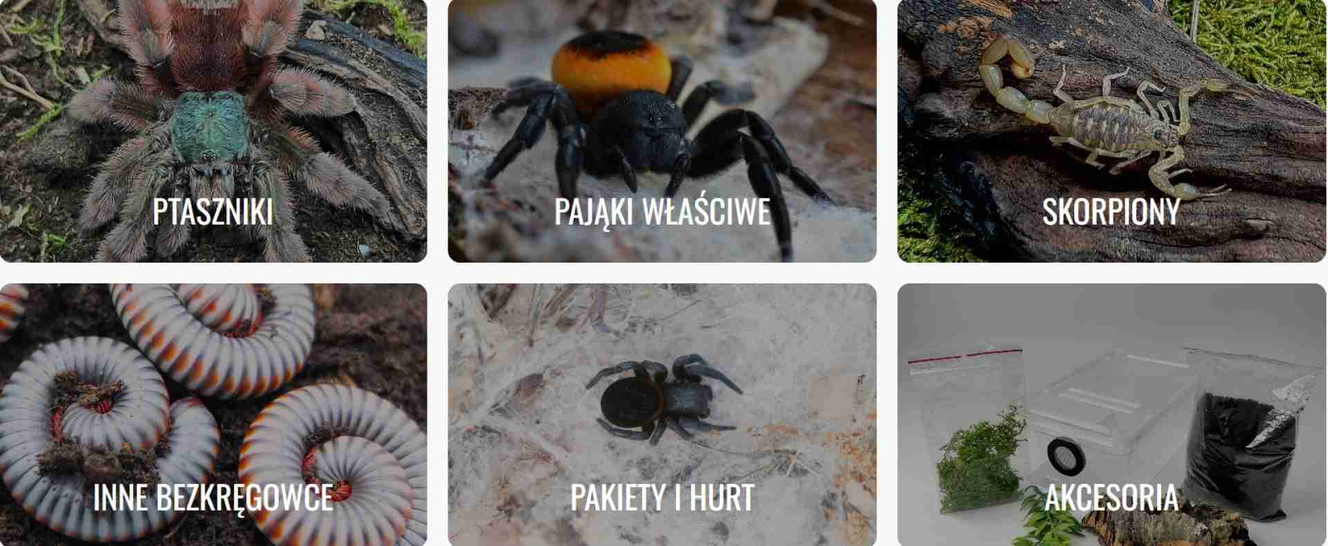 Kinga Stach – Spider breeder