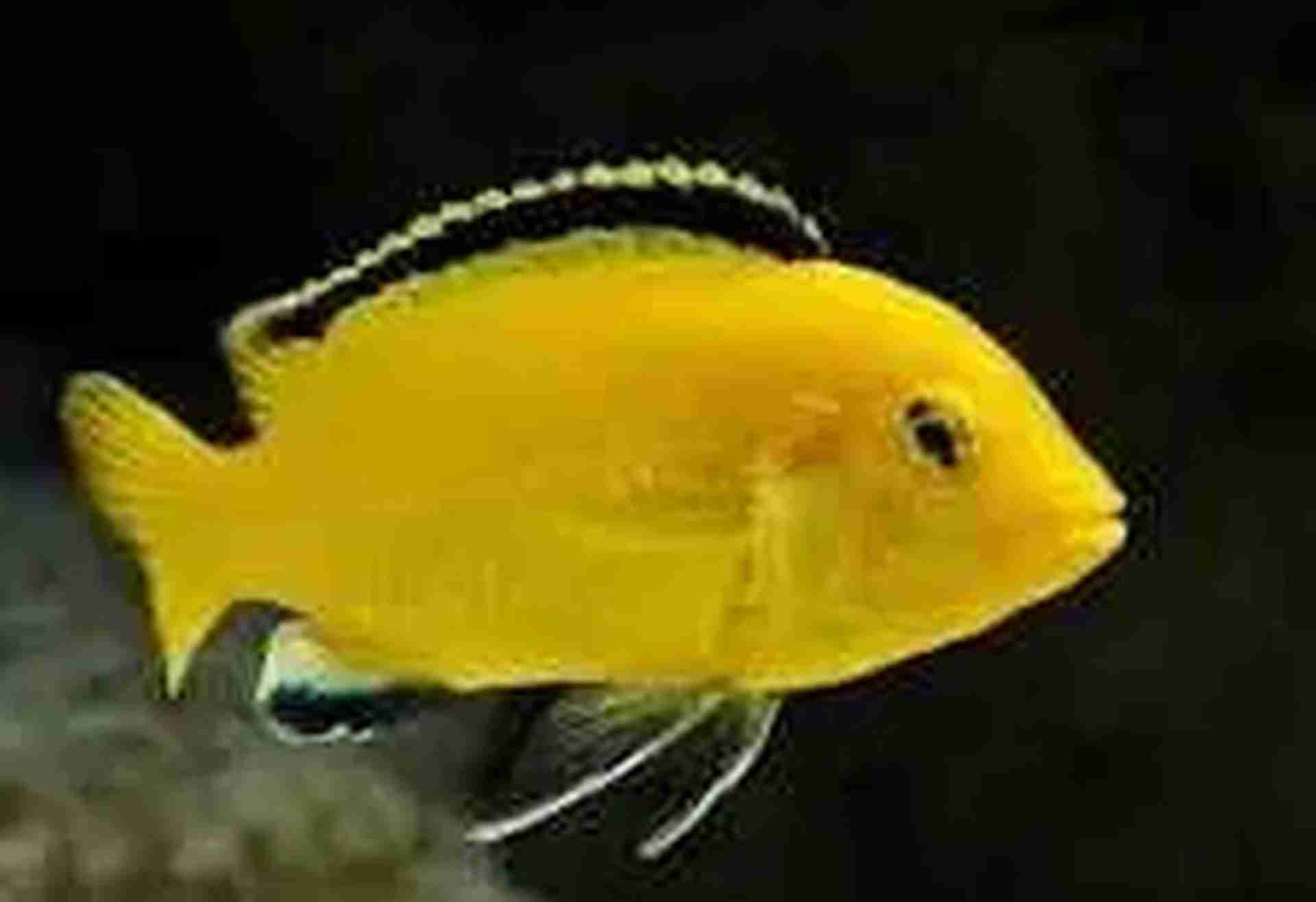 Pyszczak Yellow - Electric yellow cichlid (Labidochromis caeruleus). Wysyłamy. Cetarius
