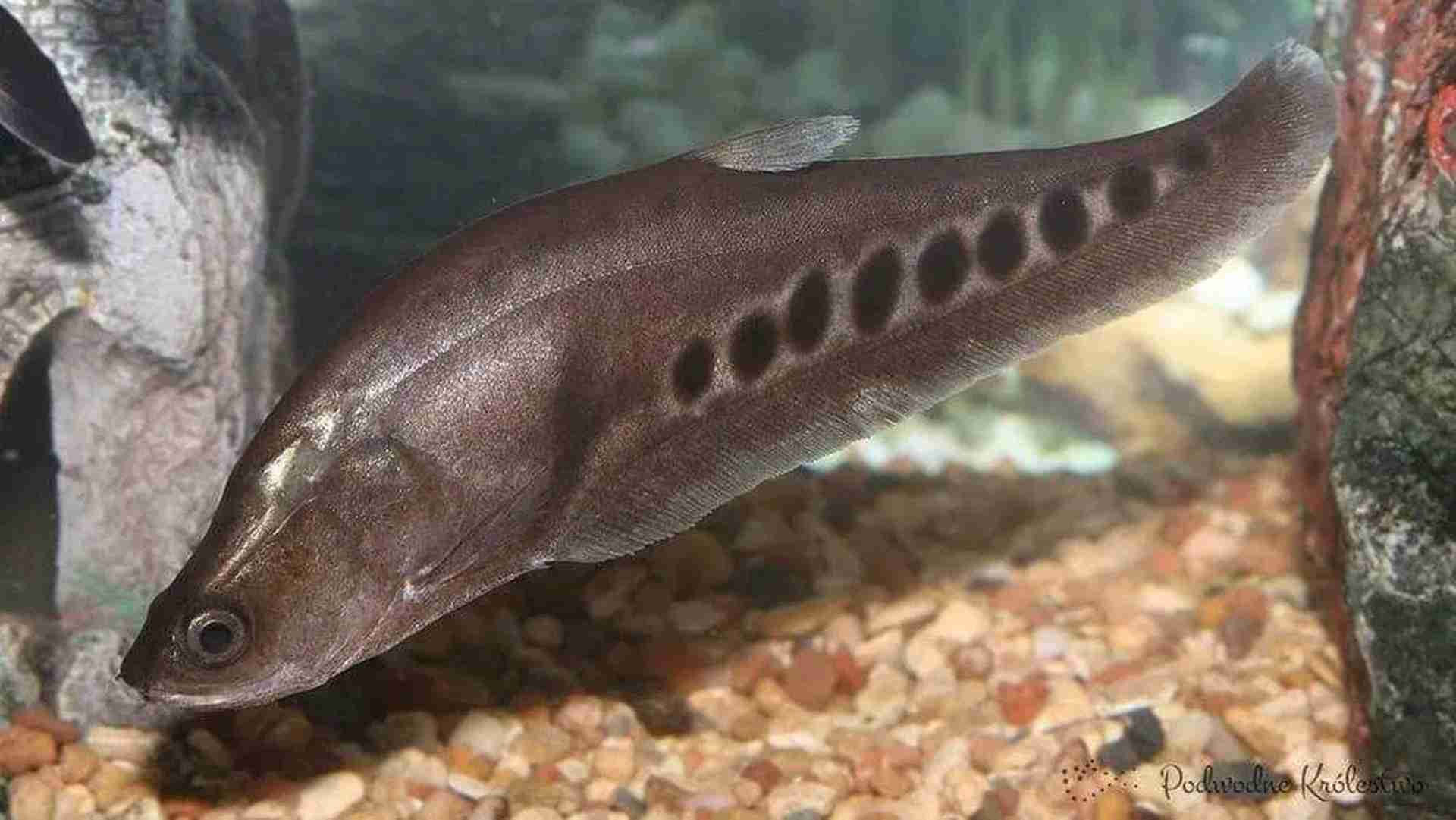 Nożowiec chitala (ryba-nóż, brzeszczotek). Cetarius