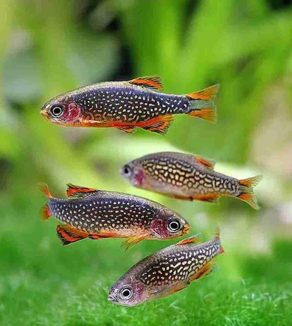 Razbora Galaxy, Danio Perłowy (Danio margaritatus). Cetarius