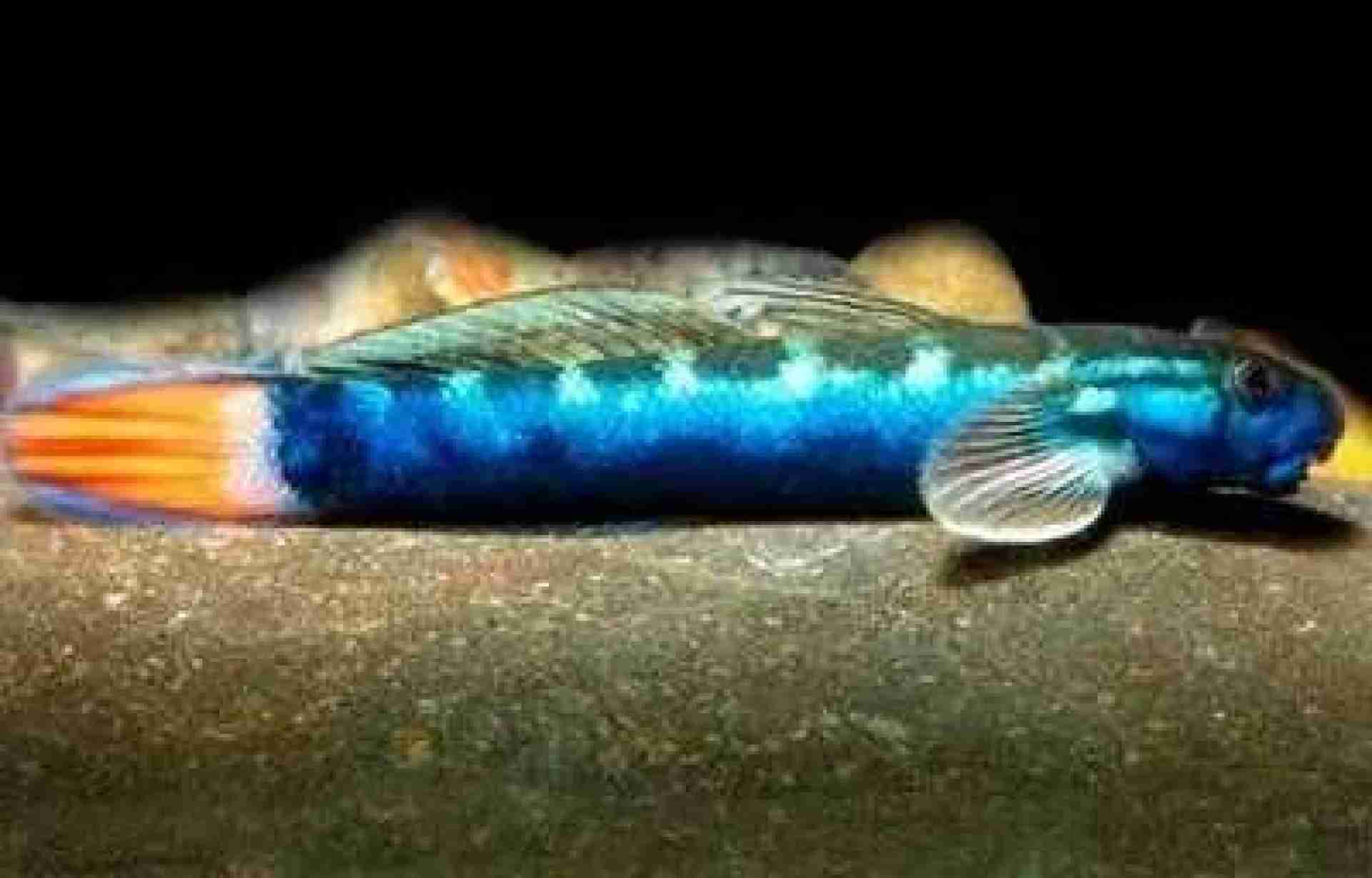 Babka sicyopterus longifilis. Cetarius