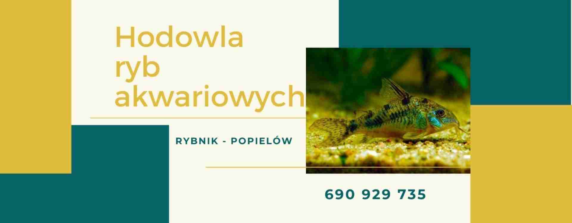 Ryby do akwarium - hodowla