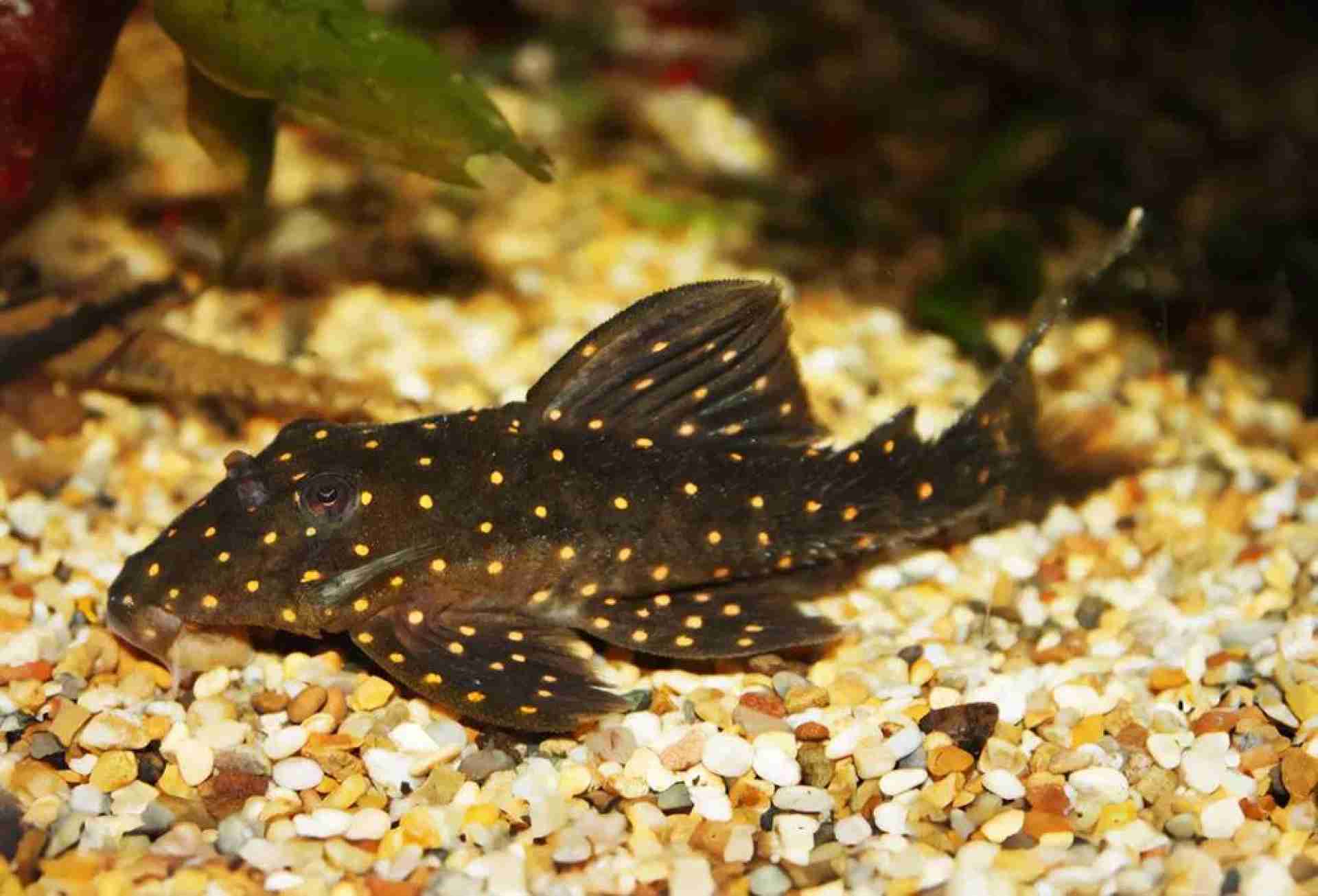 Zbrojnik, glonojad LDA 31 (Panaqolus albomaculatus). Cetarius