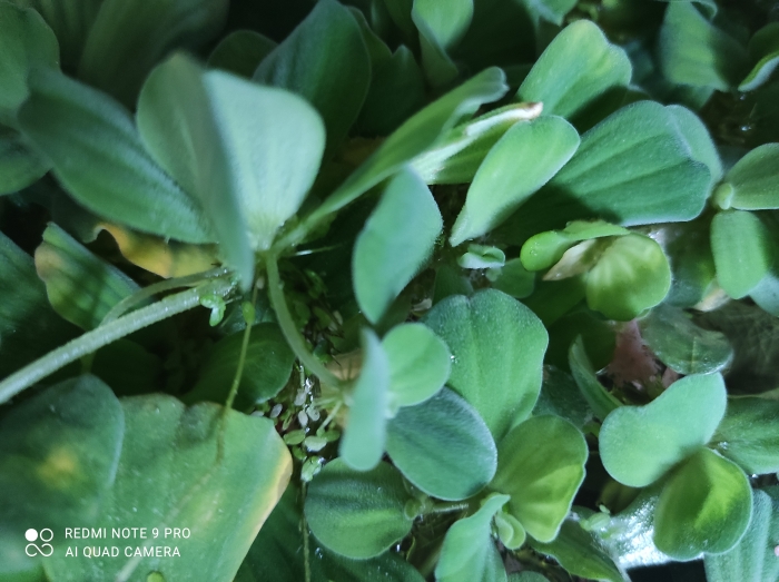 Pistia Rozetkowa (pistia stratiotes)