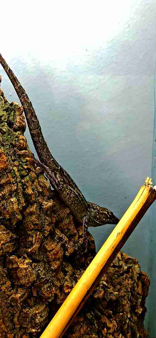 anolis sagrei