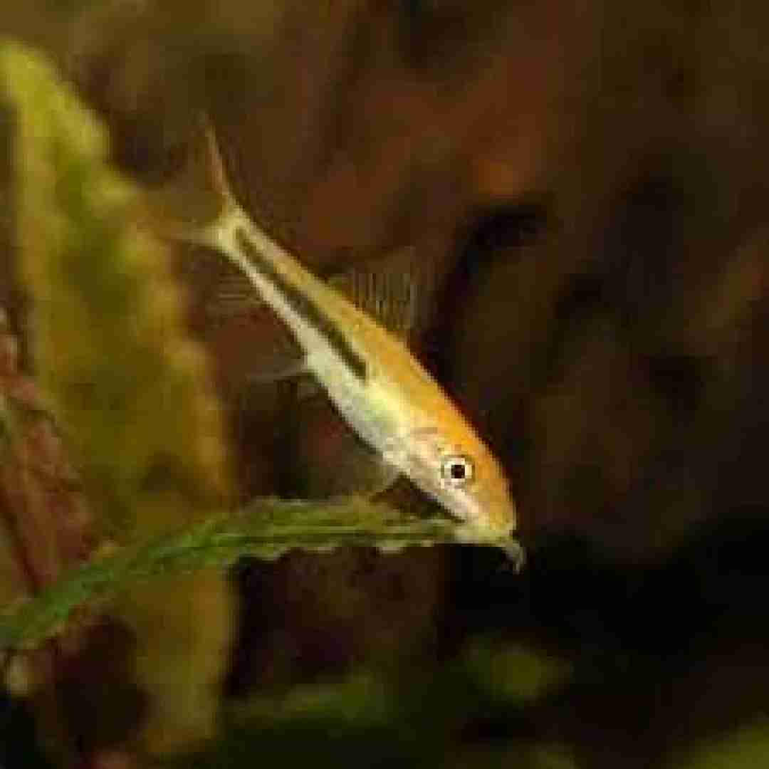 Glonojad syjamski (Gyrinocheilus aymonieri). Cetarius