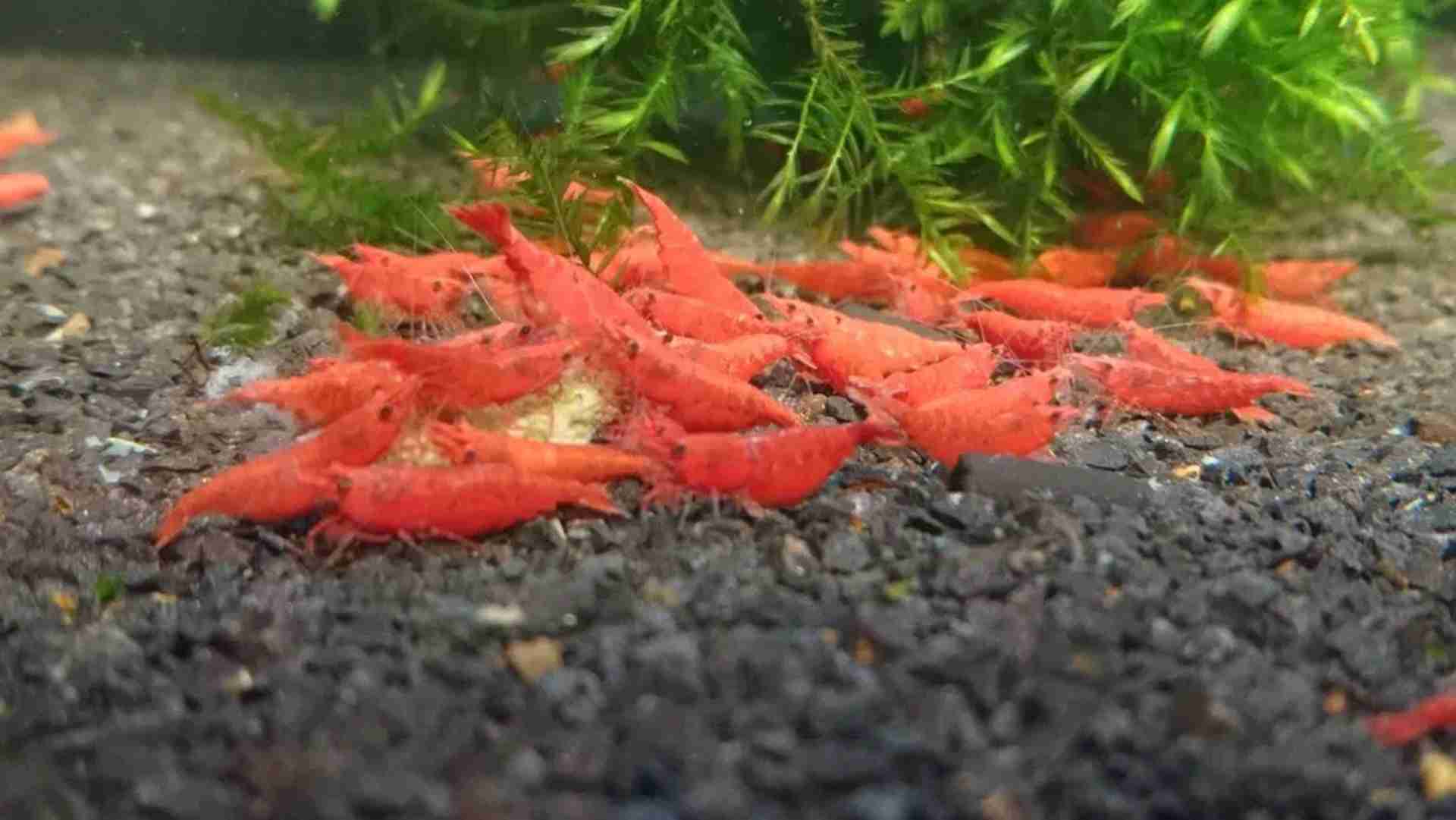 Krewetka sakura / red cherry. Dorosła. Cetarius