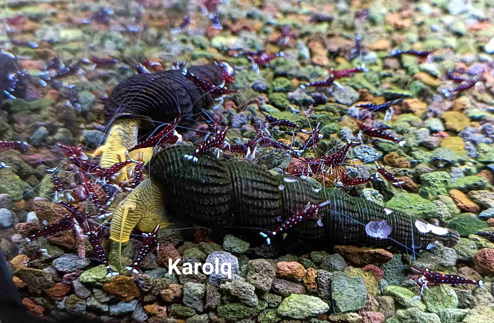 Caridina Dennerli Kardynałki