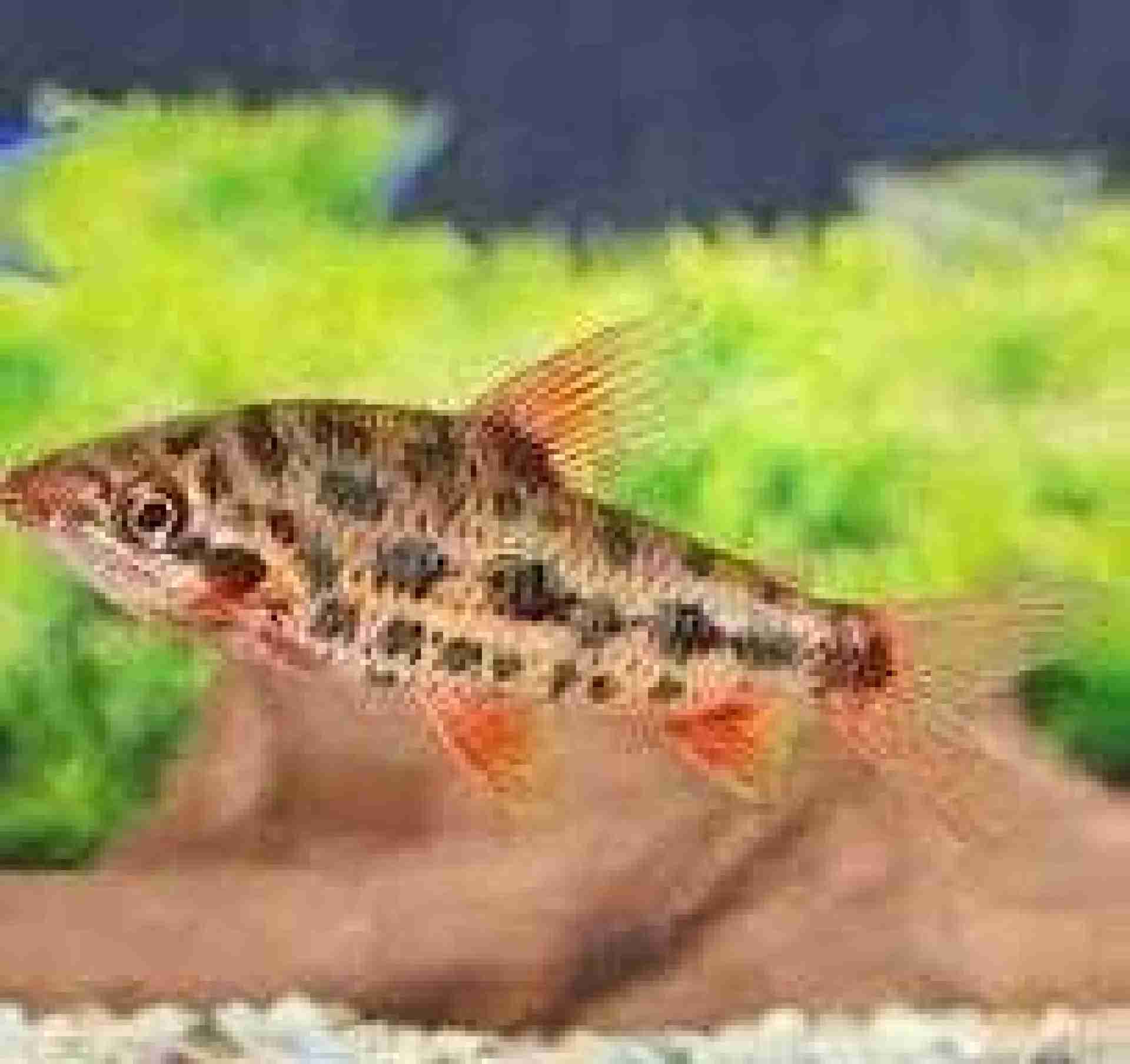 Poziomnik truskawkowy - Leporinus sp. Strawberry. Cetarius